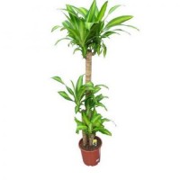 Драцена fragrans 2рр 70/17